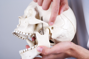 temporomandibular joint